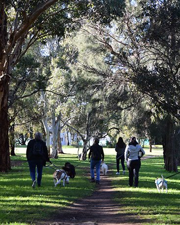 Classes Dogs Walking